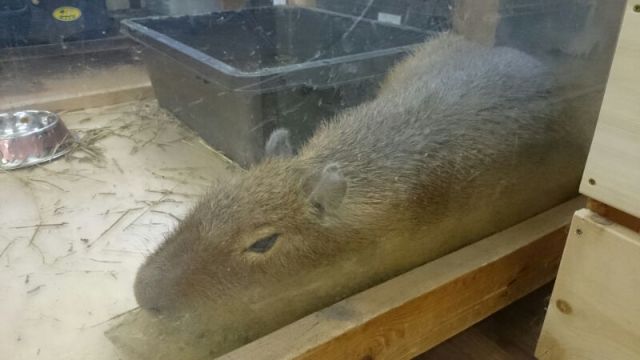 動物園っぽいペットショップ 小田原飯泉店 中古車買取 中古車査定のアップル